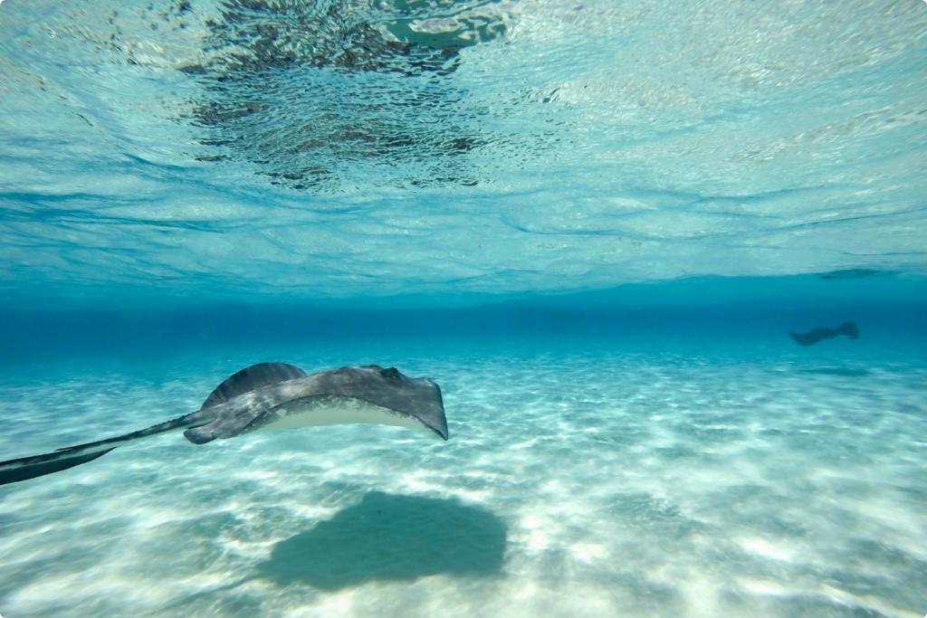Grand Cayman Stingrays Excursion