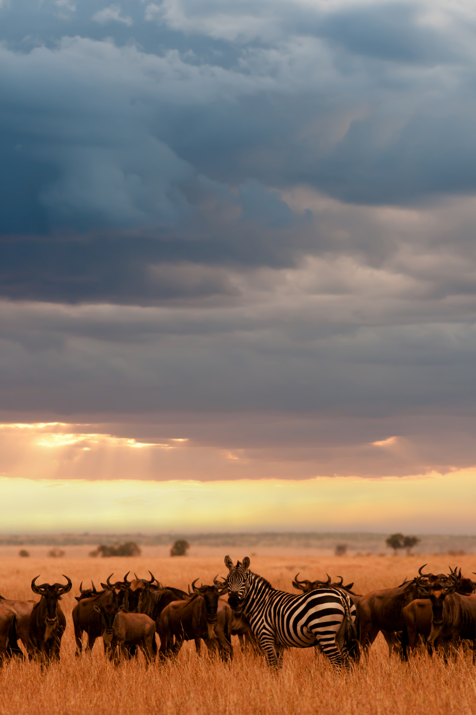 African Safari Travel Agent